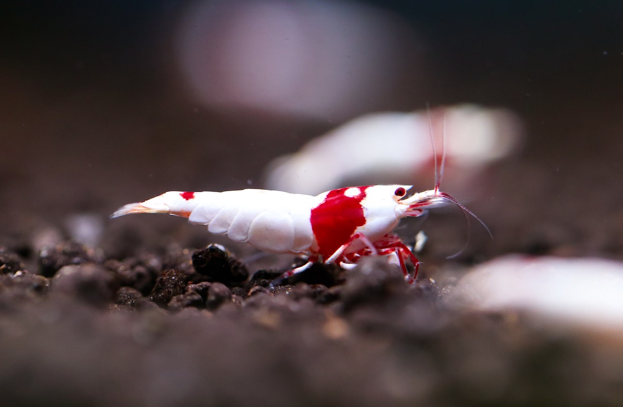 Caridina-Garnelen – reines Osmosewasser für stabile Wasserwerte